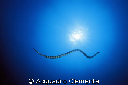 SEA SNAKE by Acquadro Clemente 